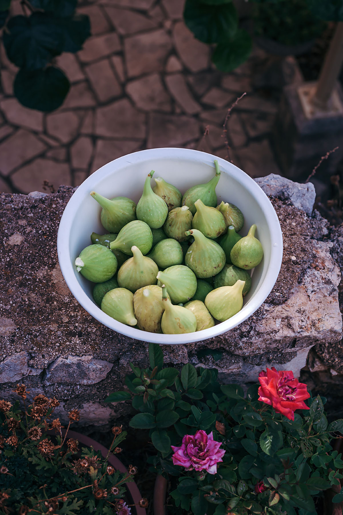 Fresh figs in a bowl outside in the garden