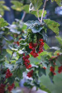 red currant