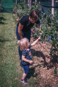 blueberries