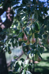 pears