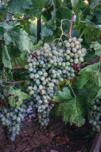 Organic white grapes on the vine