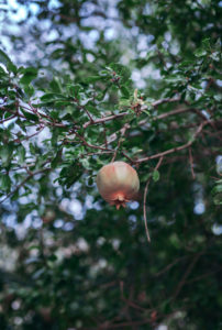 Pomegranate fruit on a tree