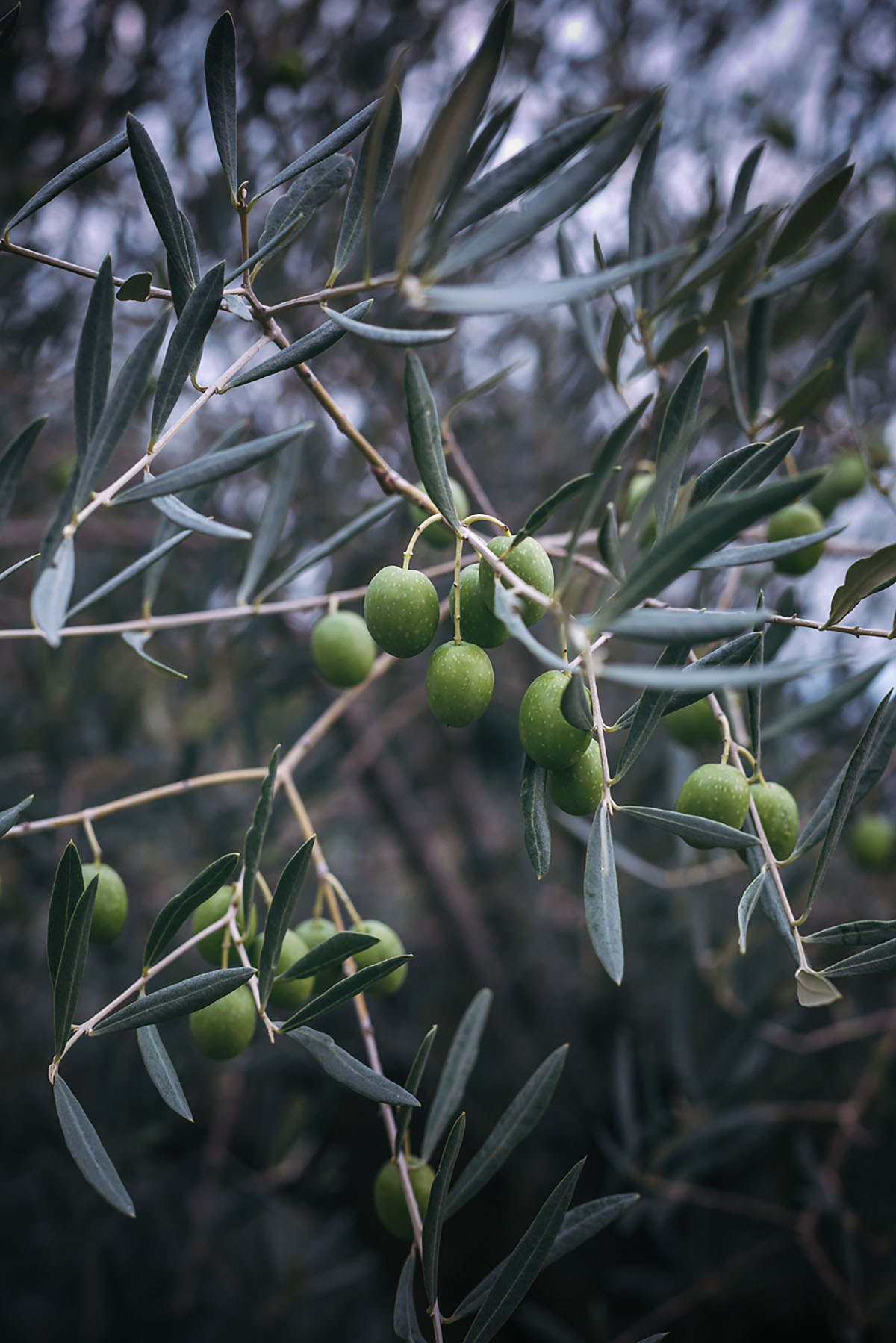 food photography and styling workshop in Croatia