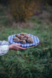 truffles in Istria, Croatia
