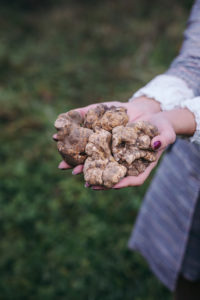 truffles in Istria, Croatia