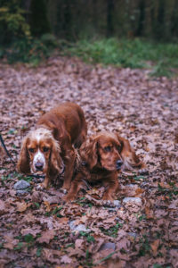 truffle hunting in Istria, Croatia