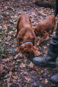 truffle hunting in Istria, Croatia