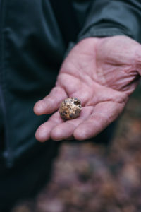 truffle hunting in Istria, Croatia