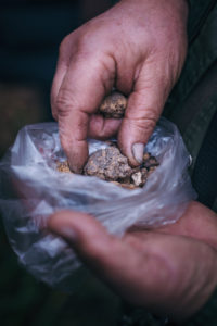 truffle hunting in Istria, Croatia