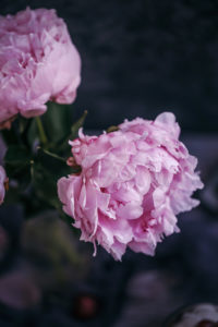 pink peony flower