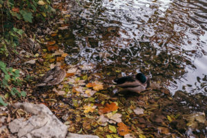 Plitvice lakes