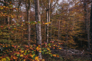 Plitvice lakes