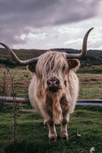 Scottish Highlands