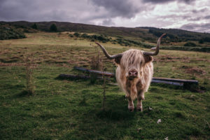 Scottish Highlands