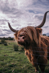 Scottish Highlands