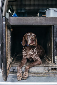 truffle hunting, Croatia