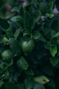 culinary workshop in Istria, Croatia