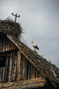 Lonjsko polje