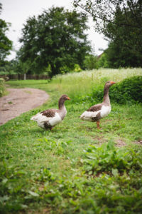 Lonjsko polje