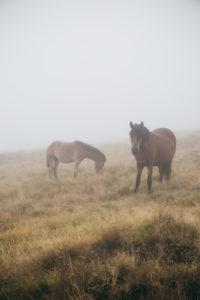 horses