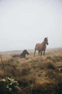 horses