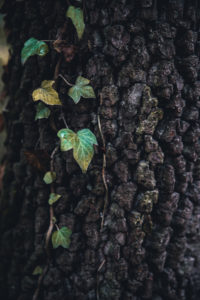 Maksimir Park, Zagreb