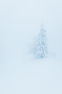 tree in snow