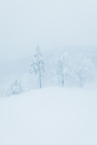 tree in snow