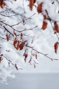 tree in snow