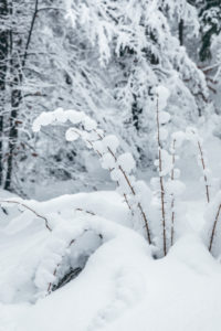 snow, detail