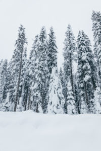 forest in snow