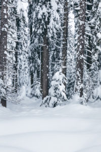forest in snow