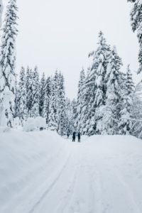 forest in snow