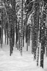 forest in snow