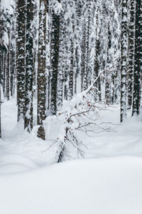 tree in snow, Slovenia