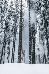 forest in snow