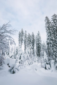 forest in snow