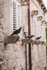 Dubrovnik, detail