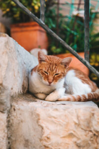 Cat in Dubrovnik
