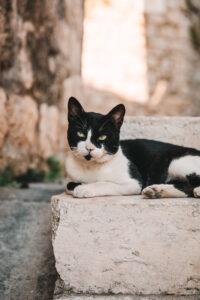 Cat in Dubrovnik